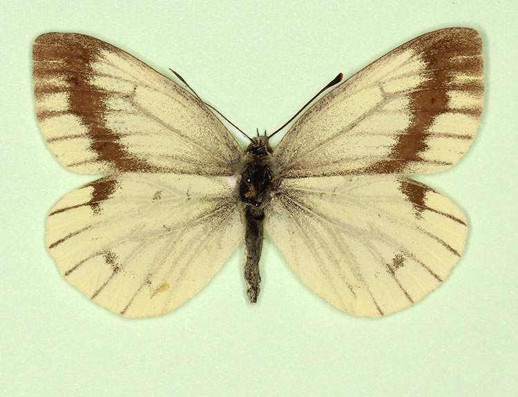 Pieris napi female (aberrant form interjuncta 3) (Internet Image property of respective owner, non-commercial use only)